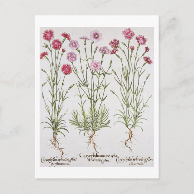 Postal Variedades de Dianthus, del 'Hortus Ey (Anverso)