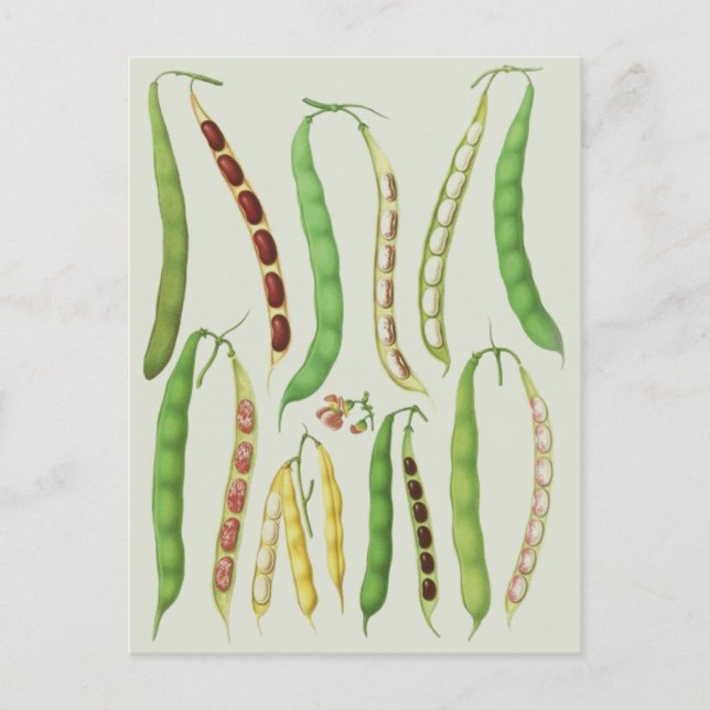 Postal Variedades de frijoles de Ernst Benary (Anverso)