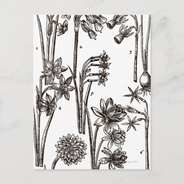 Postal Variedades de Jonquils (Anverso)