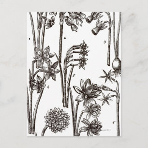 Postal Variedades de Jonquils