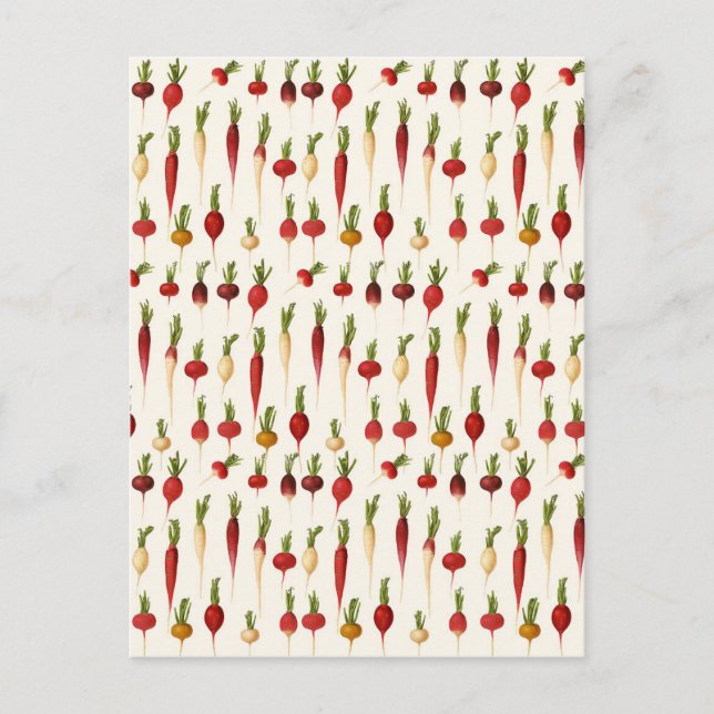 Postal Variedades de Radish de Ernst Benary (Anverso)