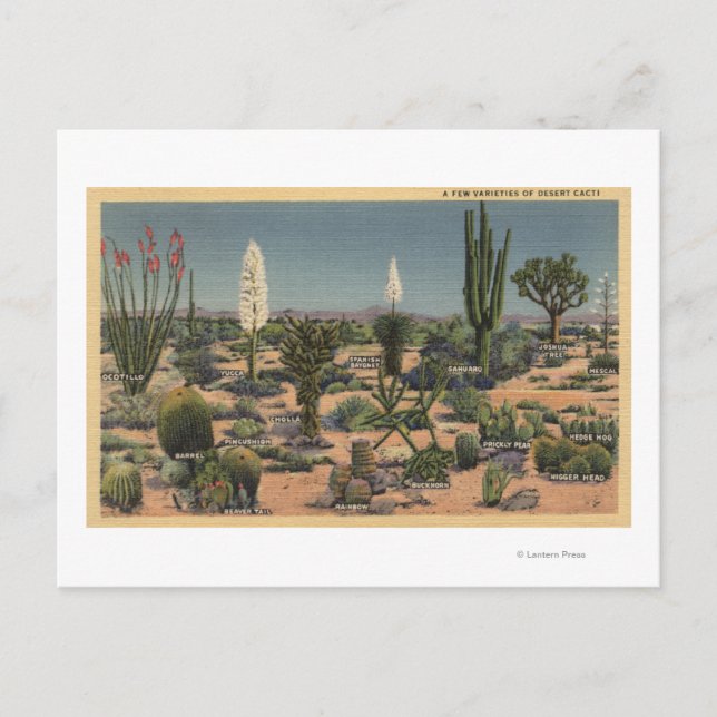 Postal Variedades del desierto de Cacti (Anverso)