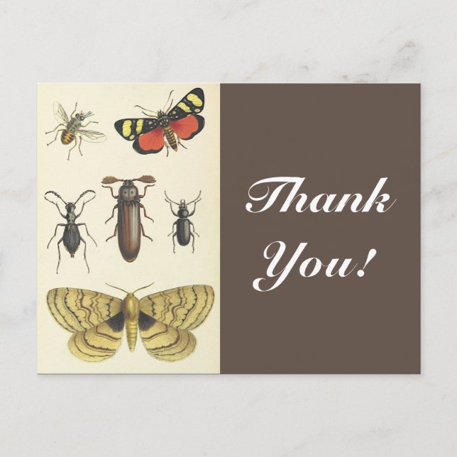 Postal Varios insectos + "¡Gracias!", Vintage Look (Anverso)