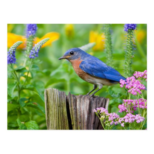 Postal Varón del Bluebird en el poste de la cerca en