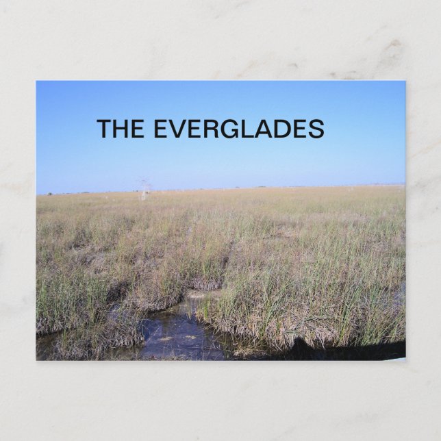 POSTAL VASTEDAD DE LOS EVERGLADES (Anverso)