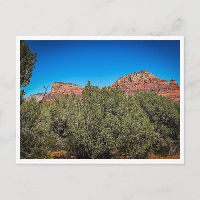 Postal vegetación (Anverso)