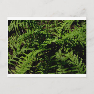 Postal vegetación botánica Bosque Floor Ferns