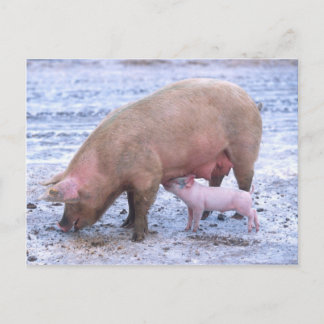 Postal Vegetación y lechón