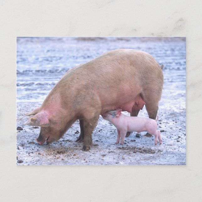 Postal Vegetación y lechón (Anverso)
