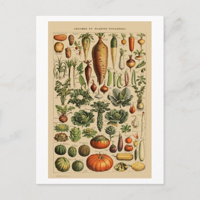 Postal Vegetales Vintage French Book Page (Anverso)