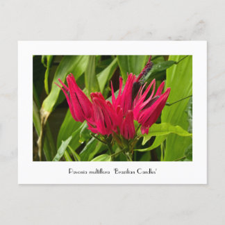 Postal Velas brasileñas inusuales o muchas flores postale