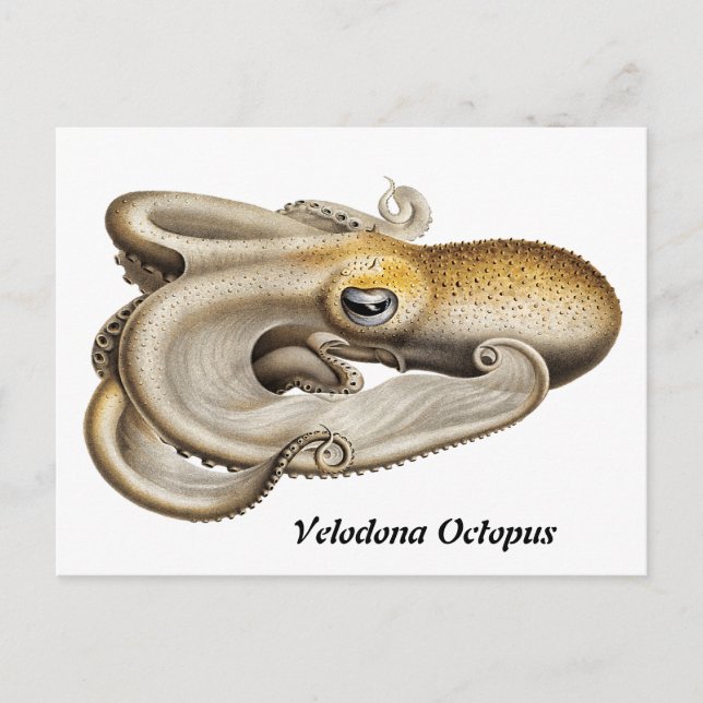 Postal Velodona octopus (1898-1899) (Anverso)