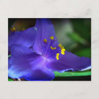Postal Velvet azul
