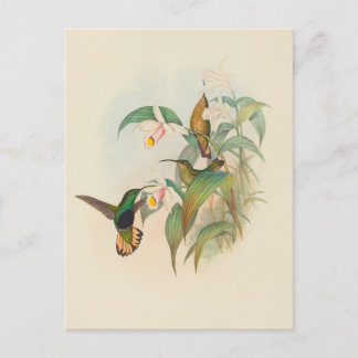 Postal Velvet-Breast con falda | John Gould