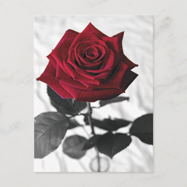 Postal VelvetRose (Anverso)
