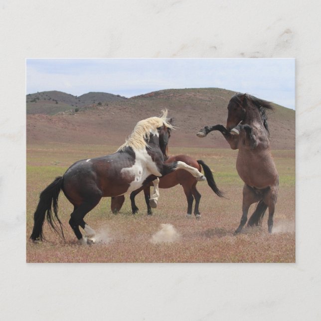 Postal Ven a buscar algo (Anverso)