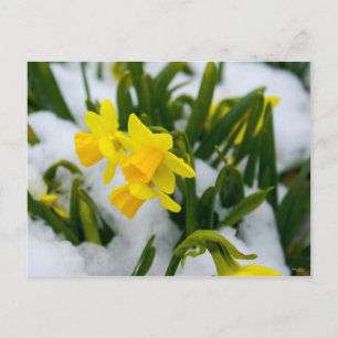 Postal Ven a la primavera