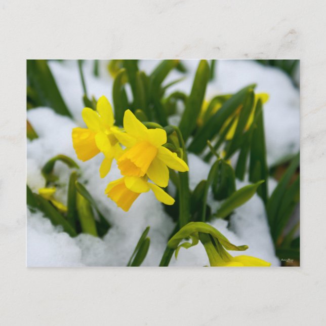 Postal Ven a la primavera (Anverso)