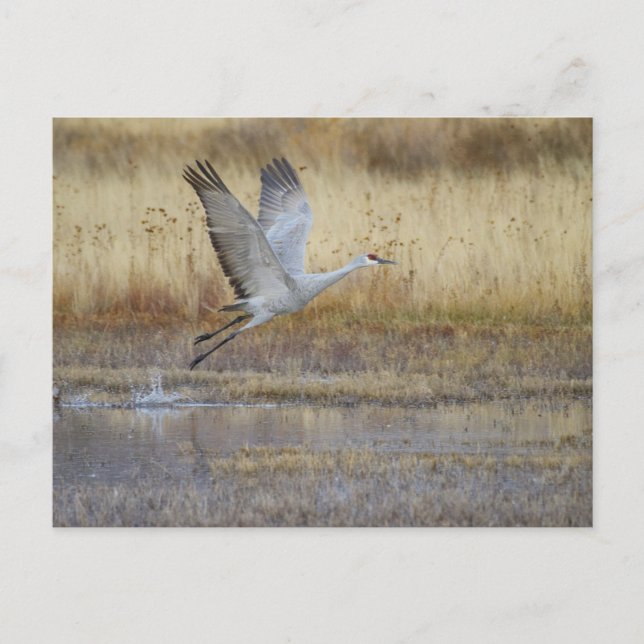 Postal ven a volar conmigo (Anverso)