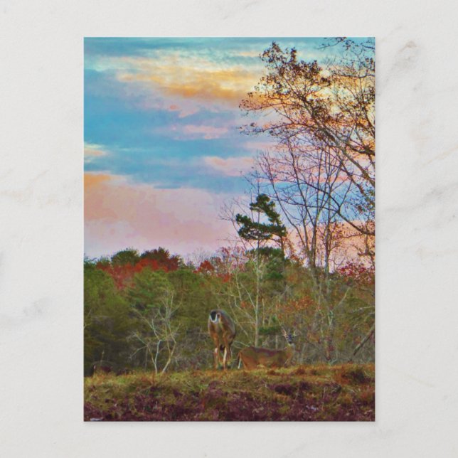 Postal Venado con un cielo azul rosado (Anverso)