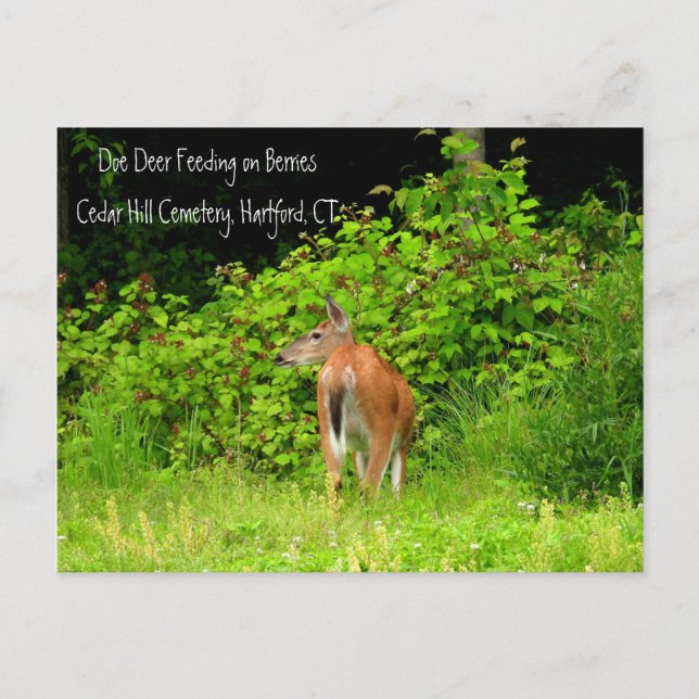Postal Venado de cola blanca en Hartford, CT (Anverso)