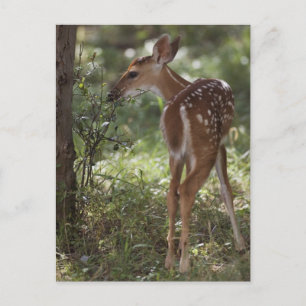 Postal Venado de cola blanca, Odocoileus virginianus