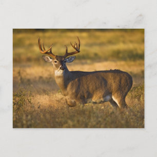 Postal Venado de cola blanca (Odocoileus virginianus) adu