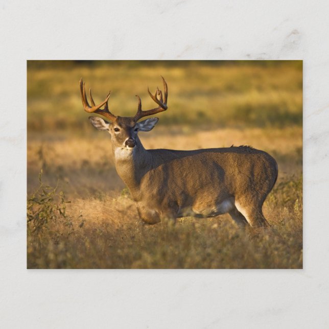 Postal Venado de cola blanca (Odocoileus virginianus) adu (Anverso)