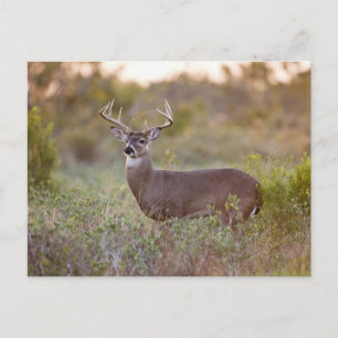 Postal Venado de cola blanca   Otoño en Texas