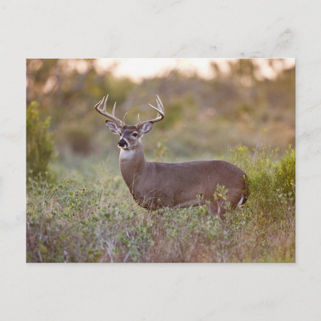 Postal Venado de cola blanca | Otoño en Texas (Anverso)
