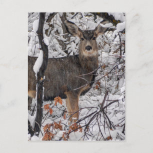 Postal Venado de nieve - Frente Wasatch - Utah