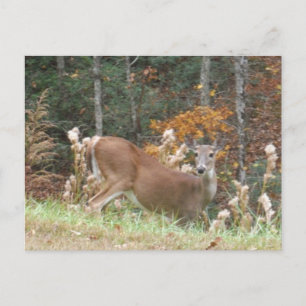 Postal Venado de otoño en el lago Arrowhead GA