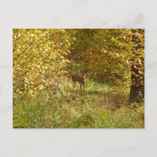 Postal Venado de Pensilvania en otoño