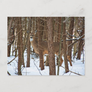 Postal Venado en bosque durante el invierno