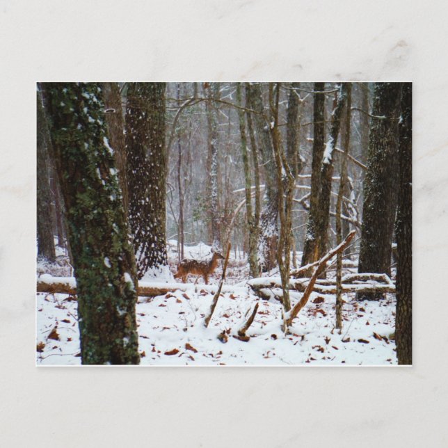 Postal Venado en caída de nieve (Anverso)
