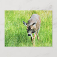 Venado en campo abierto