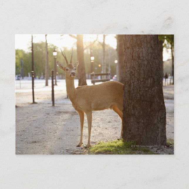 Postal Venado en la ciudad (Anverso)