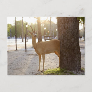 Postal Venado en la ciudad