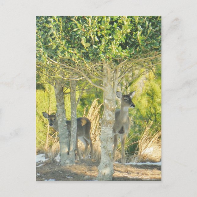 Postal Venado en la nieve (Anverso)