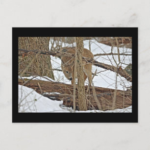 Postal Venado Whitetail En Nieve