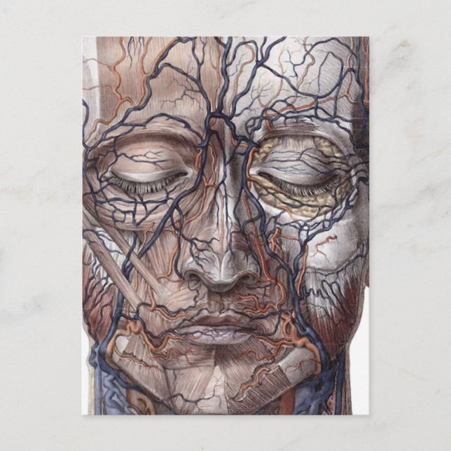 Postal Venas y músculos de la cabeza (Anverso)
