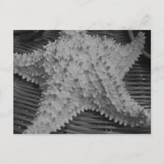 Postal Vende conchas a orillas del mar