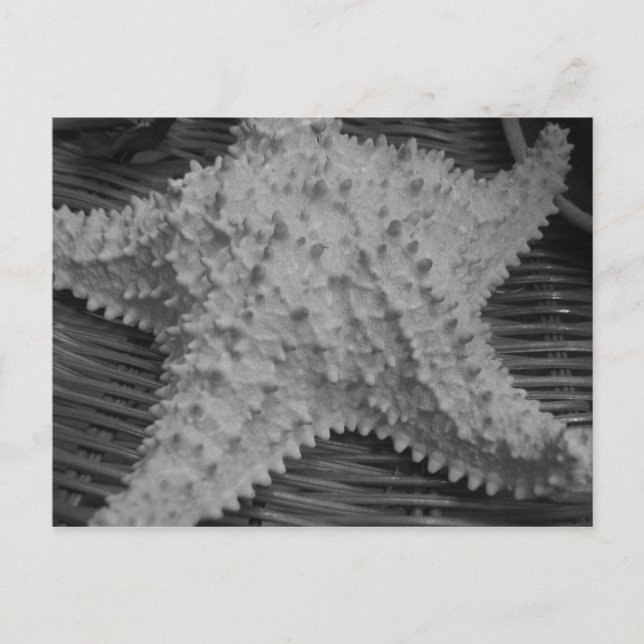 Postal Vende conchas a orillas del mar (Anverso)