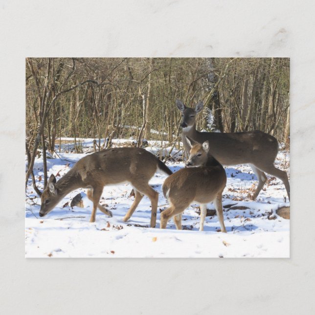Postal - Vendedor en Nieve (Anverso)