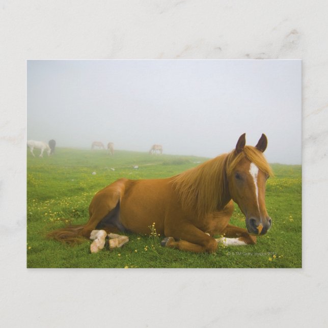 Postal veneto italia 2 (Anverso)