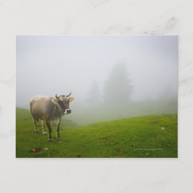 Postal veneto italy (Anverso)