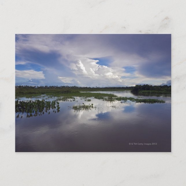 Postal Venezuela, Delta Amacuro, Delta del Orinoco (Anverso)