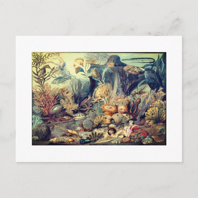 POSTAL VENTAJA DE VIDA OCEÁNICA (Anverso)