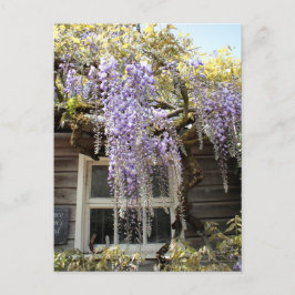 Postal Ventana de Wisteria - Flores de glicinia ocultas