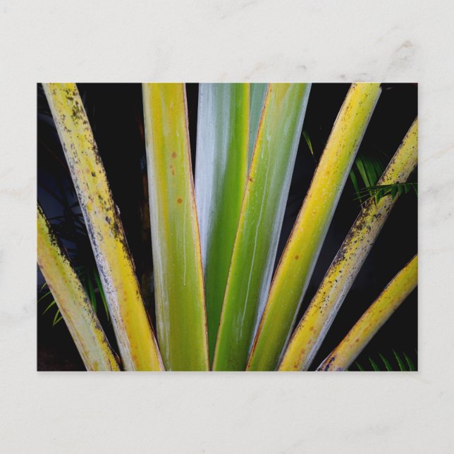 Postal Ventilador de palma (Anverso)